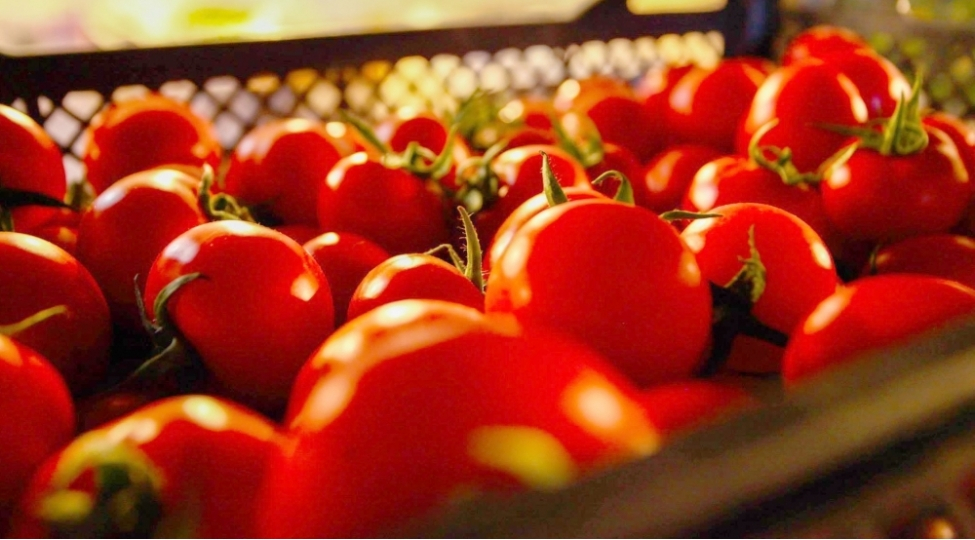 Rusiya Azərbaycanın daha 15 müəssisəsindən pomidor idxalına icazə verib