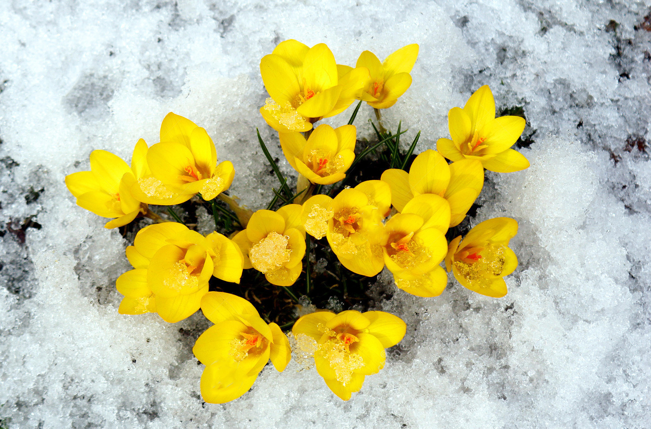 Первые Цветы После Снега
