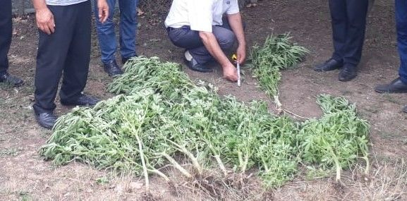 Polis “Xaş-xaş-2021” əməliyyatı keçirdi, həyətində narkotik bitkilər yetişdirən saxlanıldı