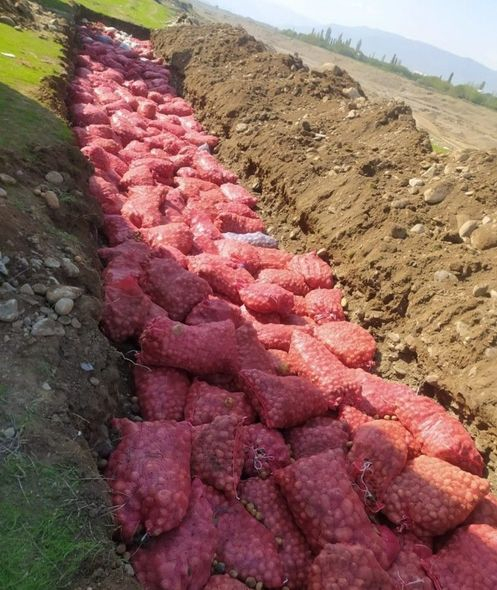 Rusiyanın Azərbaycana ixrac etdiyi 60 ton kartofda zərərverici aşkar edildi - FOTO