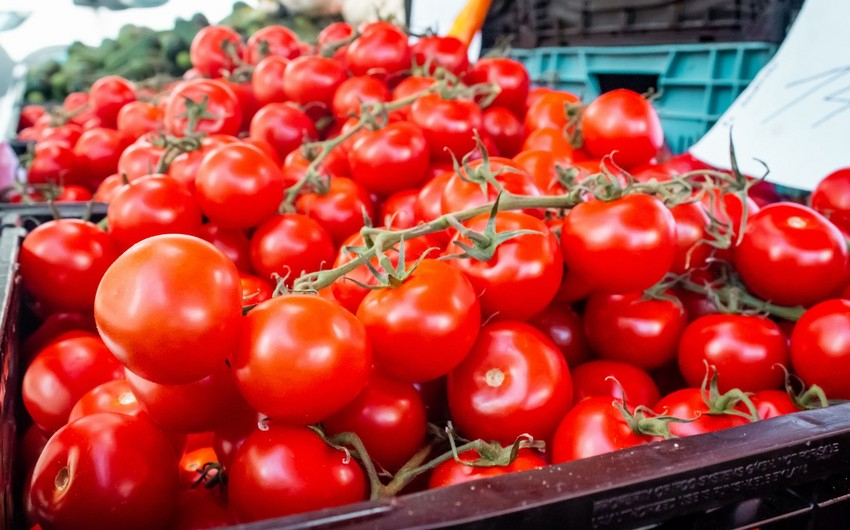 Bu il Azərbaycan Rusiyanın ən böyük pomidor tədarükçüsü olub