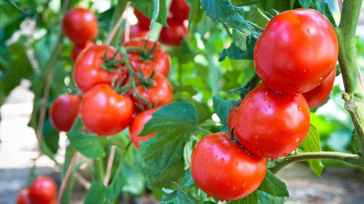 Azərbaycanda pomidorun baha olmasının
