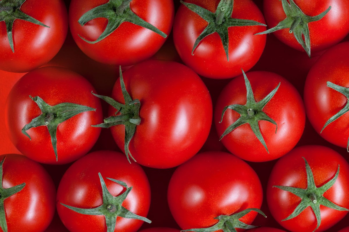İdxal edilən pomidor toxumunda zərərli orqanizm aşkarlandı