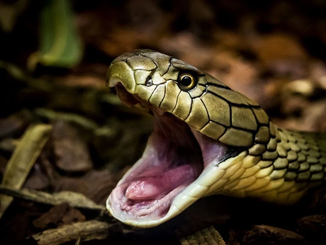 Hindistanda biznesmen kobra ilanla öldürüldü - FOTO