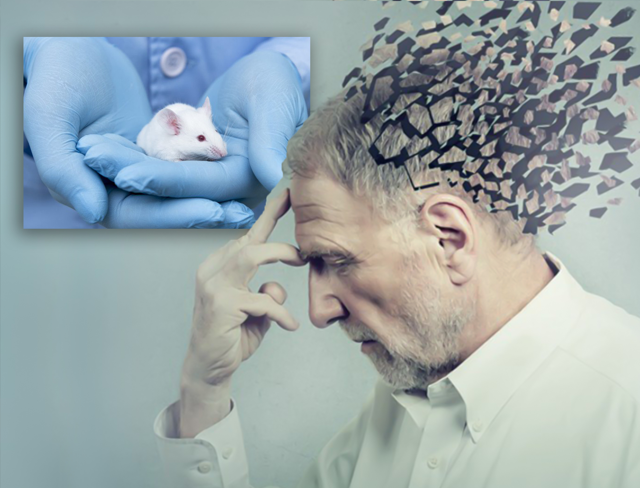 "Alzheimer" peyvəndi siçanlar üzərində uğurla sınaqdan keçirildi