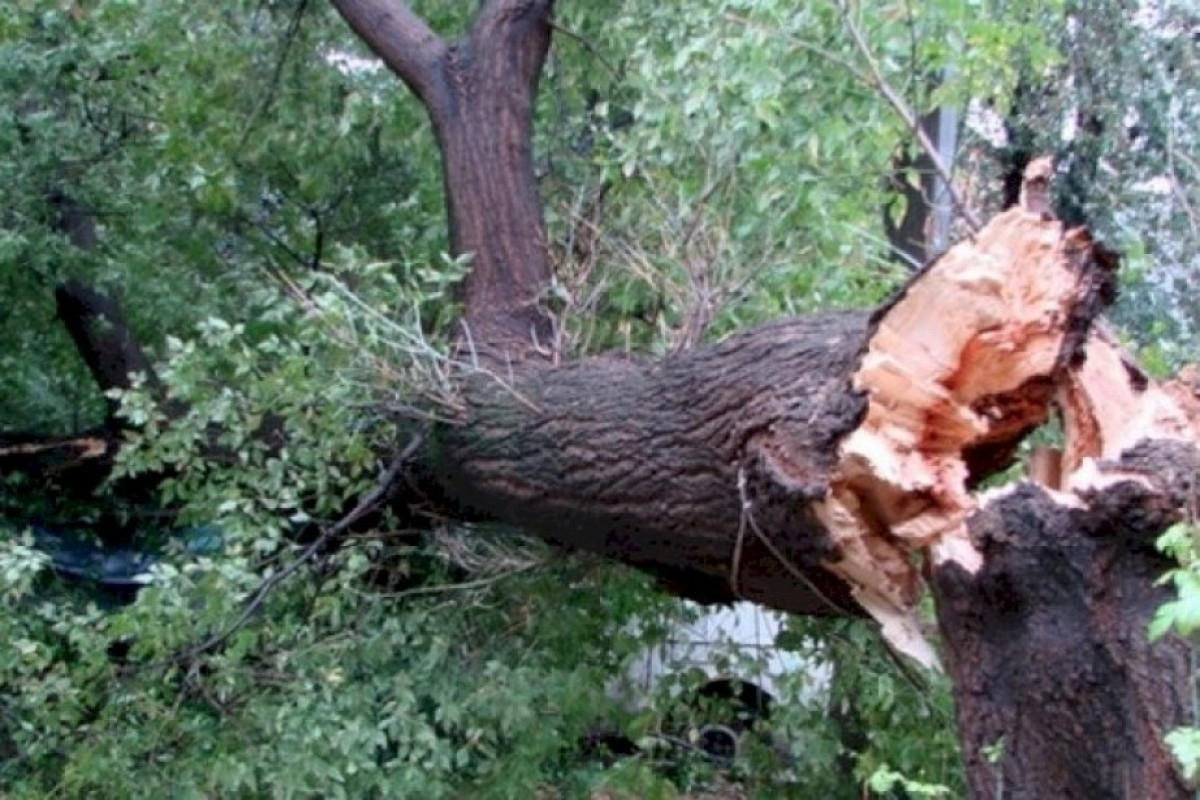 Ağstafada BƏDBƏXT HADİSƏ: Üstünə ağac aşan gənc öldü