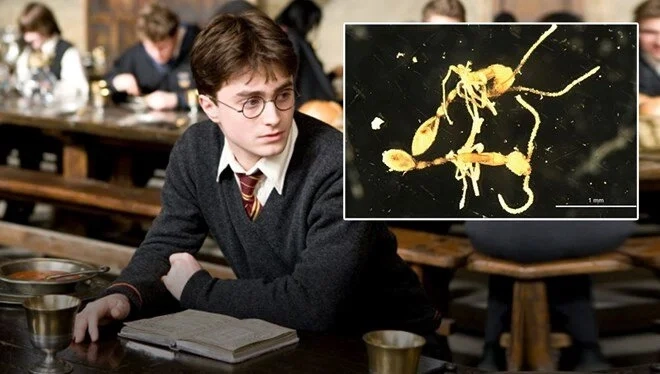 "Harry Potter"in məşhur qəhrəmanının adı qarışqaya verildi - FOTO
